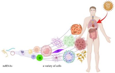 Human Cytomegalovirus Induced Aberrant Expression of Non-coding RNAs